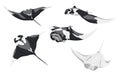 Giant oceanic manta ray set. Manta rays Mobula birostris in different poses