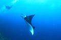 Giant oceanic manta ray swimming to diver in blue see