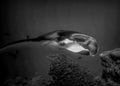 A Giant Oceanic Manta Comes From the Depths to Feed