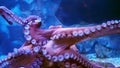 Giant octopus spreads tentacles attach on glass at the aquarium