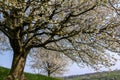 A giant, old blooming cherry tree with white flower blossom,