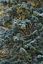 Giant old growth spruce Royalty Free Stock Photo