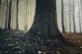 Giant old magical tree in surreal forest with fog in Transylvania