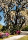 Giant Live Oak Middleton Plantation Charleston, South Carolina