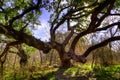 Giant Old Oak Tree Royalty Free Stock Photo