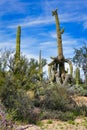 Giant old saguaro cactus in the Sonoran desert, Arizona Royalty Free Stock Photo
