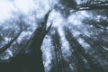 Giant old tree in mysterious spooky forest with fog