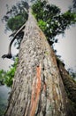 Giant old tree