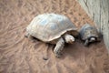 Giant old turtle, and baby, on sand Royalty Free Stock Photo