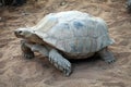 Giant old turtle on sand Royalty Free Stock Photo