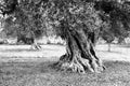 Giant olive tree Royalty Free Stock Photo