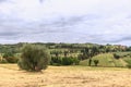 A giant olive tree standing alone in a cleanly cut field, in the background forests, cypresses, cultivated fields