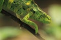 Giant one-horned chameleon Royalty Free Stock Photo