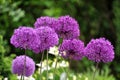 Giant Onion (Allium Giganteum) Royalty Free Stock Photo