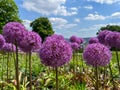 Giant Onion, Allium Giganteum, Blossom at public park Nordpark in Wuppertal Royalty Free Stock Photo