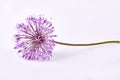 Giant Onion Allium Giganteum flower isolated on white background Royalty Free Stock Photo