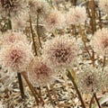 Giant Onion flowers