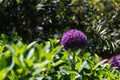 Giant onion in full bloom