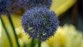 Giant onion / giant allium Allium giganteum blooming with blurred background Royalty Free Stock Photo