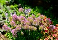 Giant onion, ornamental onion,alliums, coleus flowers in summer garden