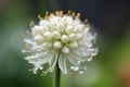 Giant onion white flower. Generate Ai