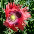 Giant Opium Poppy Pionvallmo Papaver somniferum Royalty Free Stock Photo