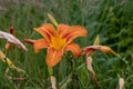 Giant orange Daylily Hemerocallis fulva on a beautiful spring in a garden Royalty Free Stock Photo