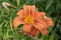 Giant orange Daylily Hemerocallis fulva on a beautiful spring in a garden Royalty Free Stock Photo