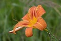 Giant orange Daylily Hemerocallis fulva on a beautiful spring in a garden Royalty Free Stock Photo