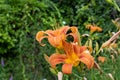 Giant orange Daylily Hemerocallis fulva on a beautiful spring in a garden Royalty Free Stock Photo