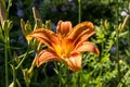 Giant orange Daylily Hemerocallis fulva on a beautiful spring in a garden Royalty Free Stock Photo