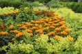 Giant orange marigolds in bloom