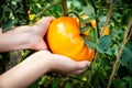 a giant orange pineapple tomato Royalty Free Stock Photo