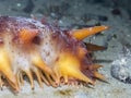 Giant Orange Sea Cucumber