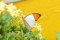 Giant Orange Tip Butterfly on Flame of the Woods