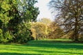 Giant Oriental plane in a sunny day