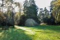 Giant Oriental plane in a sunny day