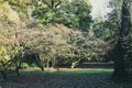 Giant Oriental plane in a sunny day