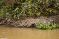 Giant Otter Den along Riverbank