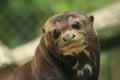 Giant otter