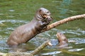 Giant otter eating a fish Royalty Free Stock Photo