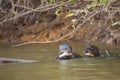 Giant Otter Eating fish with Friend Royalty Free Stock Photo