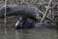 Giant Otter eating a fish Royalty Free Stock Photo