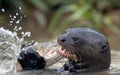 Giant Otter eating fish in the water. Giant River Otter, Pteronura brasiliensis. Royalty Free Stock Photo