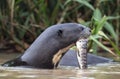 Giant Otter eating fish in the water. Side view. Royalty Free Stock Photo