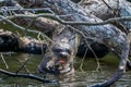 Giant otter eating in the peruvian Amazon jungle at Madre de Dios Peru Royalty Free Stock Photo