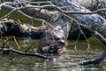 Giant otter eating in the peruvian Amazon jungle Royalty Free Stock Photo