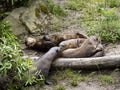 Giant Otter family, Pteronura brasiliensis, plays on the grass