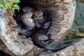 The Giant Otter family, Pteronura brasiliensis in a tree trunk Royalty Free Stock Photo