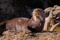 Giant Otter or Giant River Otter, Pteronura Brasiliensis, Cuiaba River, near Porto Jofre, Pantanal, Brazil